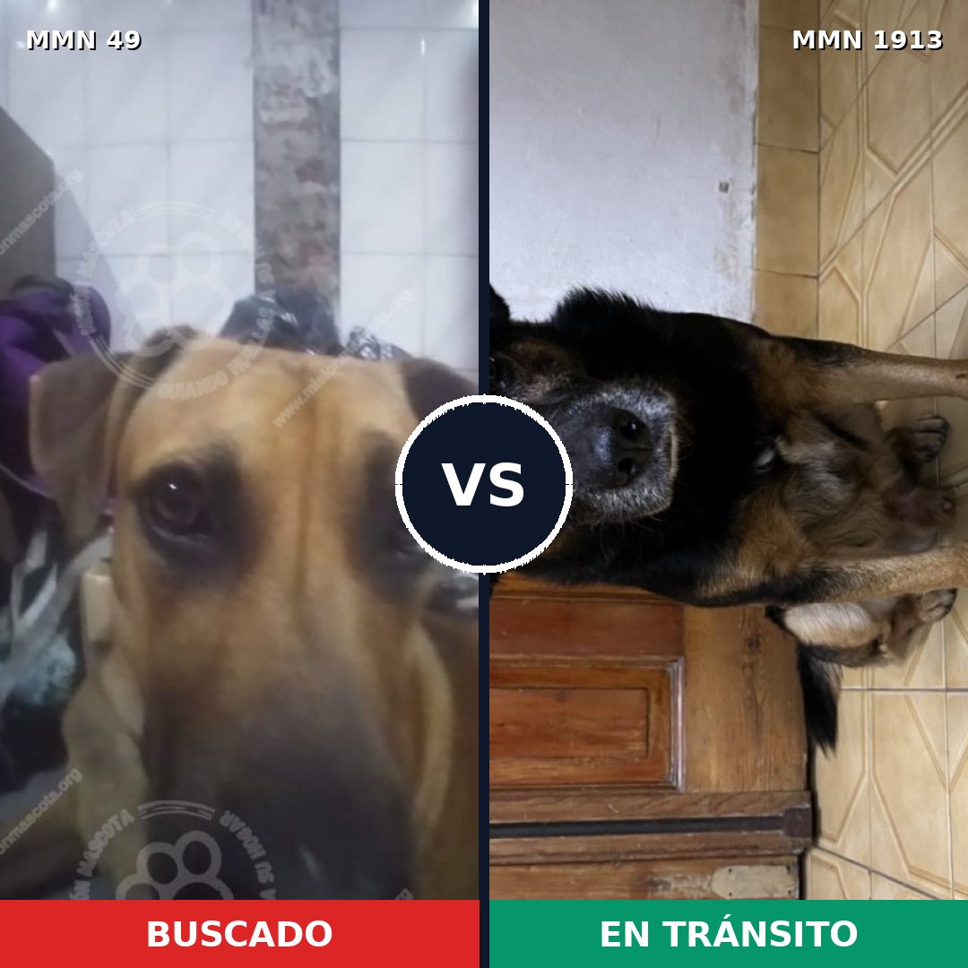 Comparativa MMS 41052: mascota perdida y mascota encontrada, 52% de similitud