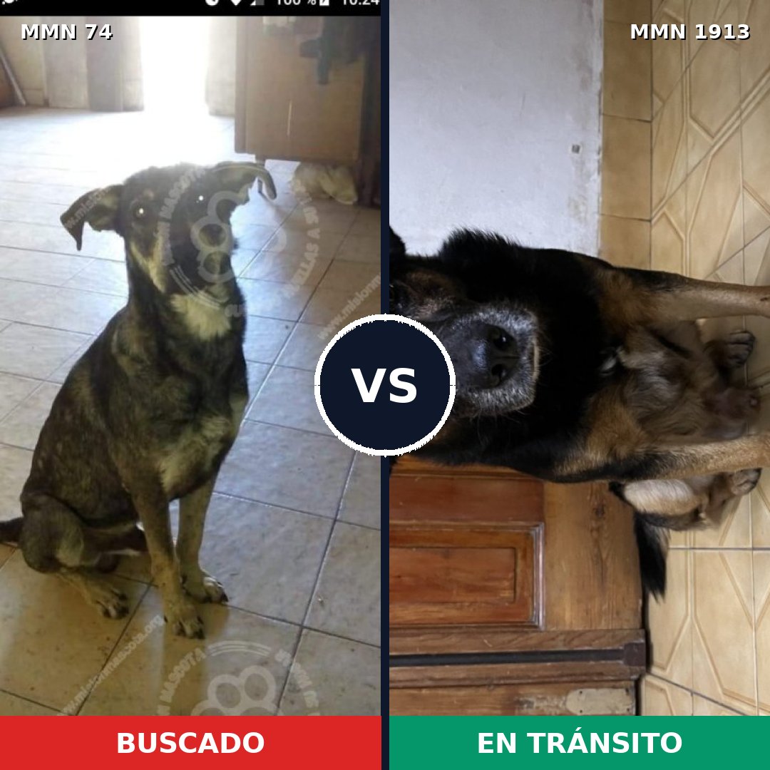 Comparativa MMS 41055: mascota perdida y mascota encontrada, 60% de similitud