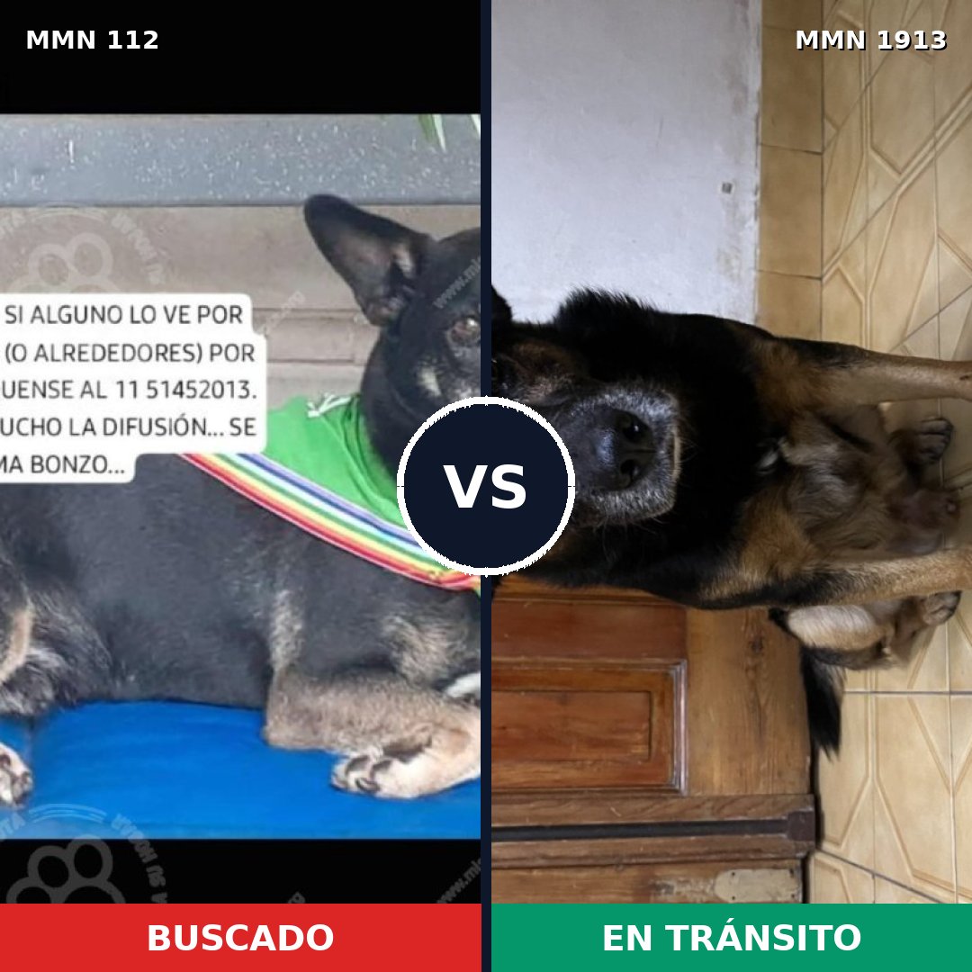 Comparativa MMS 41057: mascota perdida y mascota encontrada, 74% de similitud