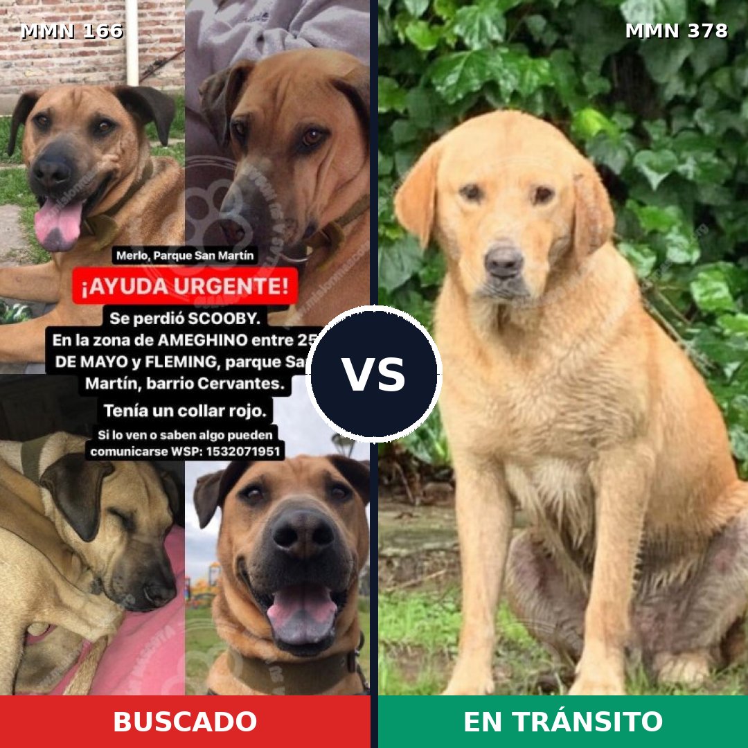 Comparativa MMS 4106: mascota perdida y mascota encontrada, 48% de similitud