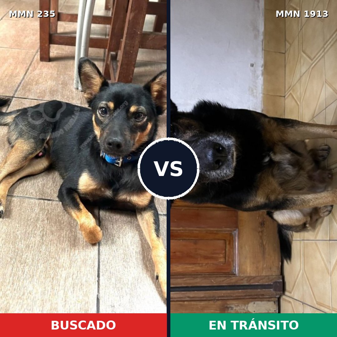 Comparativa MMS 41060: mascota perdida y mascota encontrada, 61% de similitud