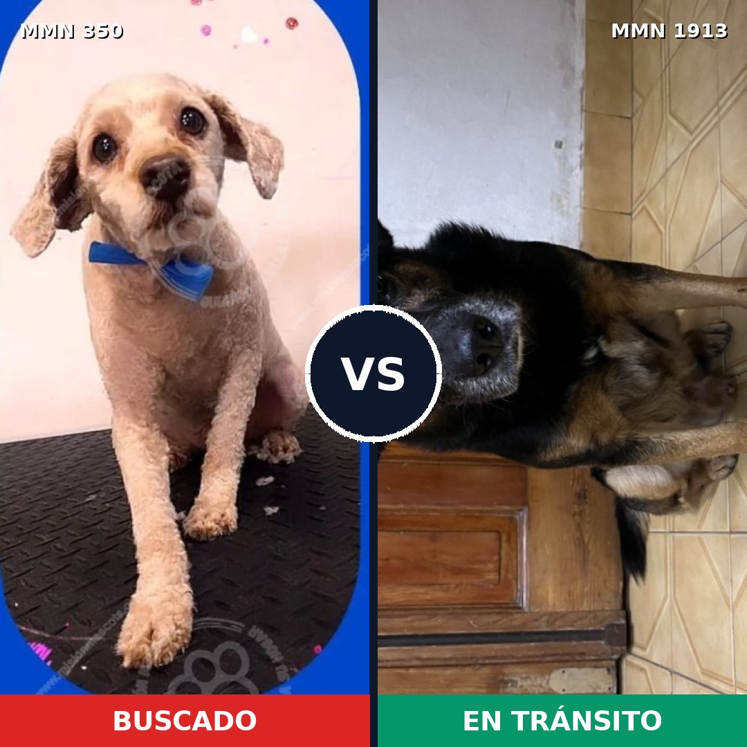 Comparativa MMS 41063: mascota perdida y mascota encontrada, 51% de similitud