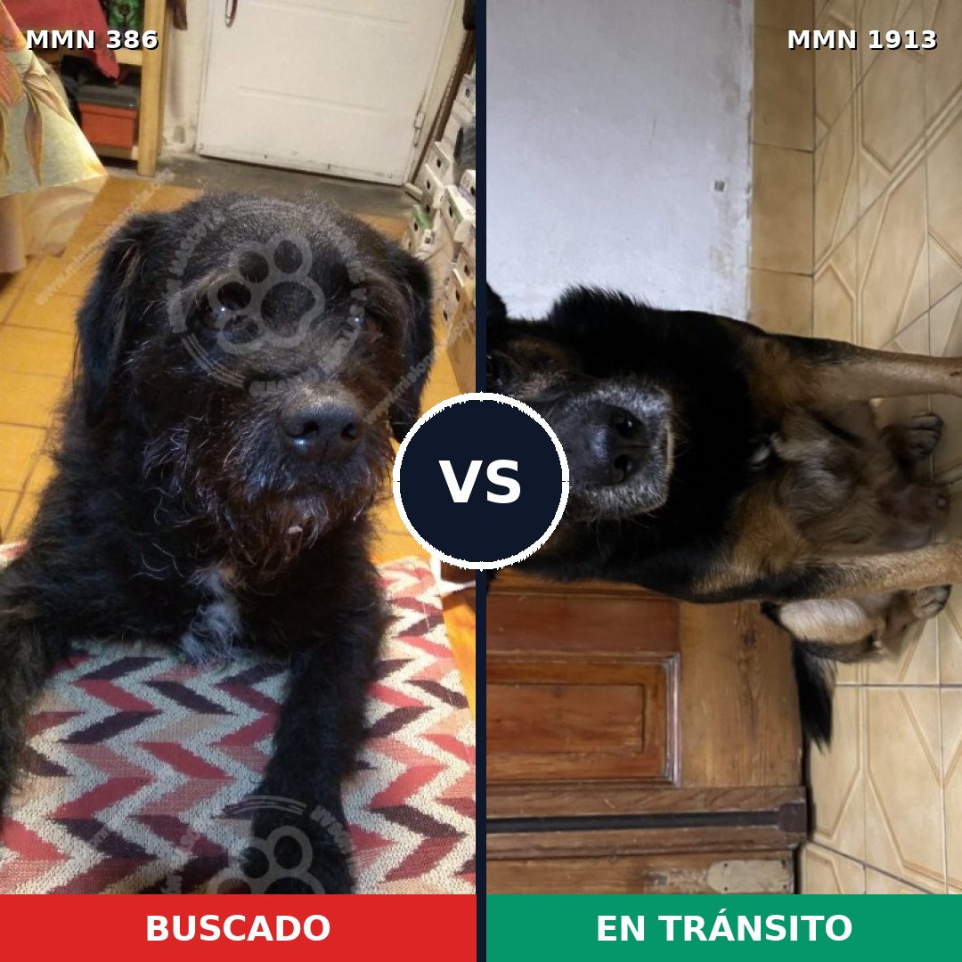 Comparativa MMS 41064: mascota perdida y mascota encontrada, 75% de similitud
