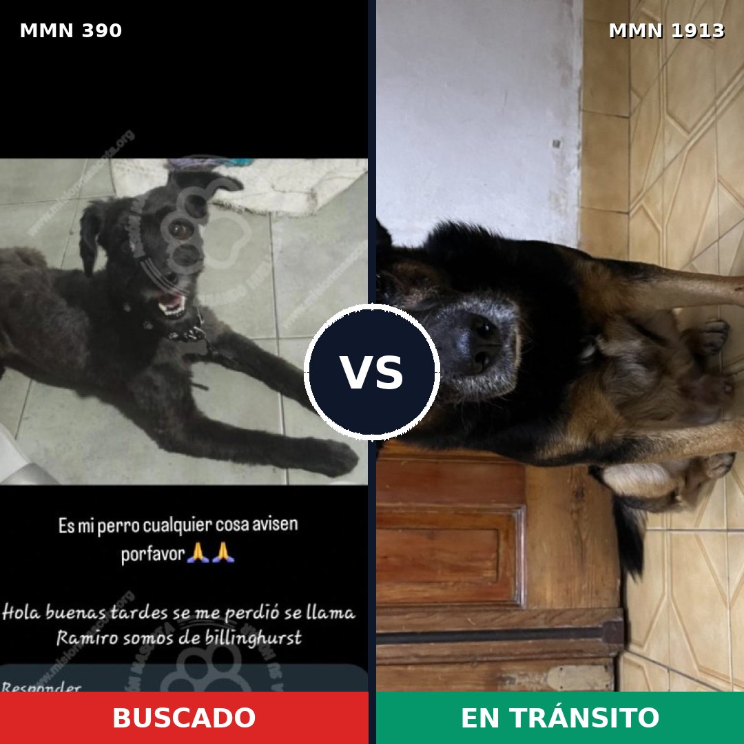 Comparativa MMS 41065: mascota perdida y mascota encontrada, 57% de similitud