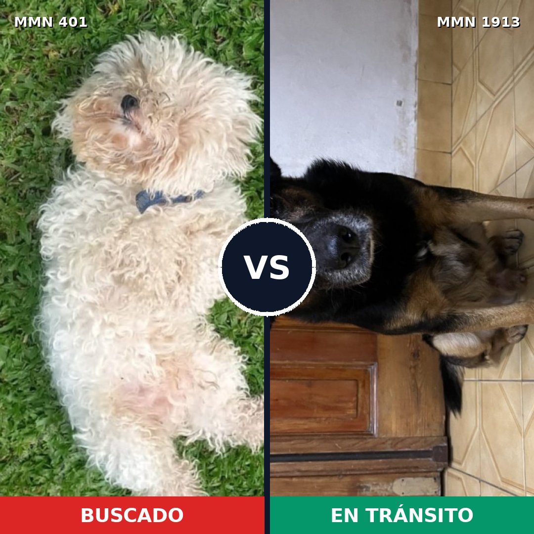 Comparativa MMS 41066: mascota perdida y mascota encontrada, 24% de similitud