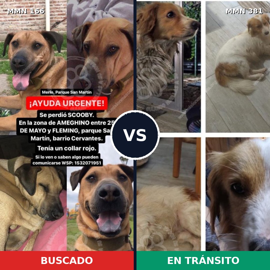 Comparativa MMS 4107: mascota perdida y mascota encontrada, 8% de similitud