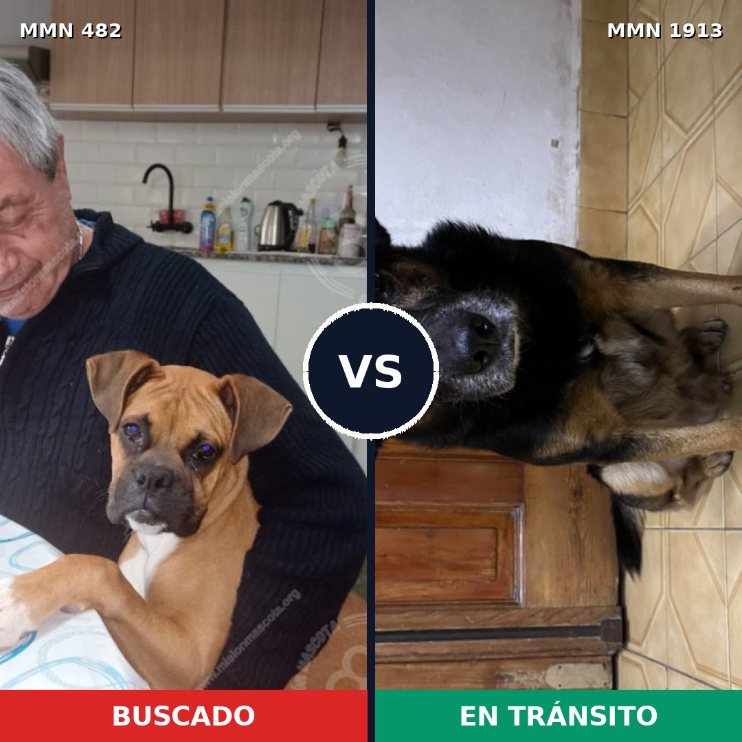Comparativa MMS 41074: mascota perdida y mascota encontrada, 48% de similitud