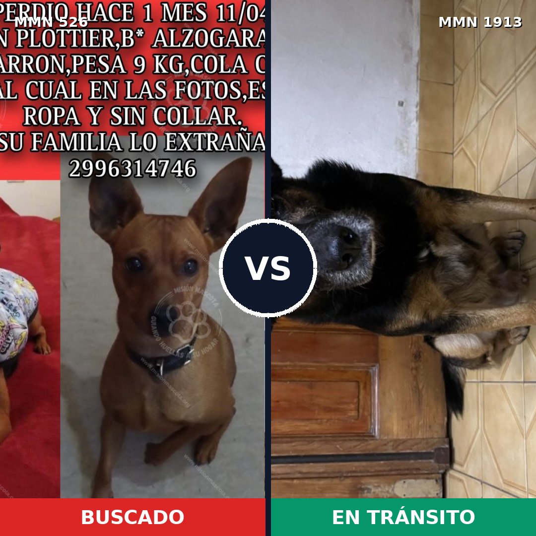 Comparativa MMS 41078: mascota perdida y mascota encontrada, 35% de similitud