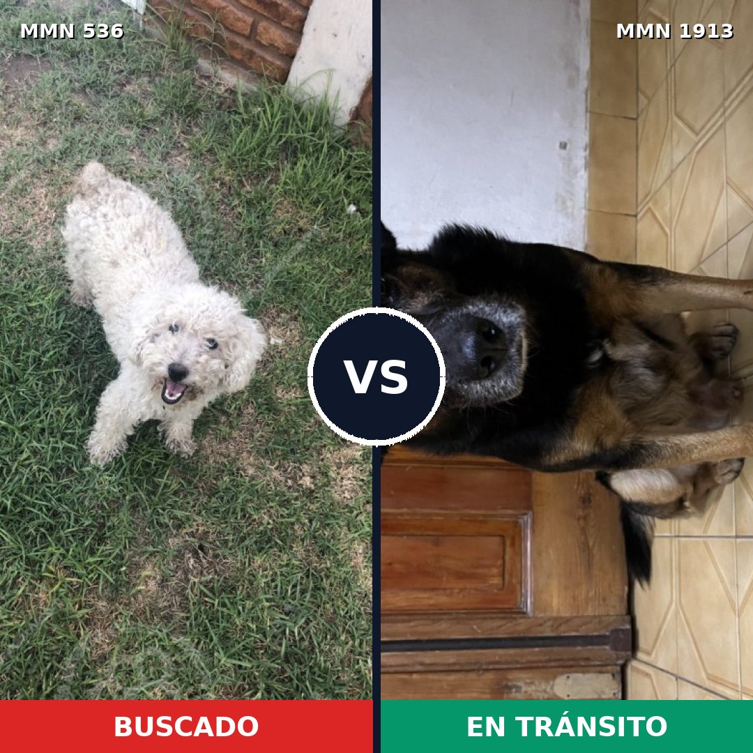 Comparativa MMS 41079: mascota perdida y mascota encontrada, 46% de similitud