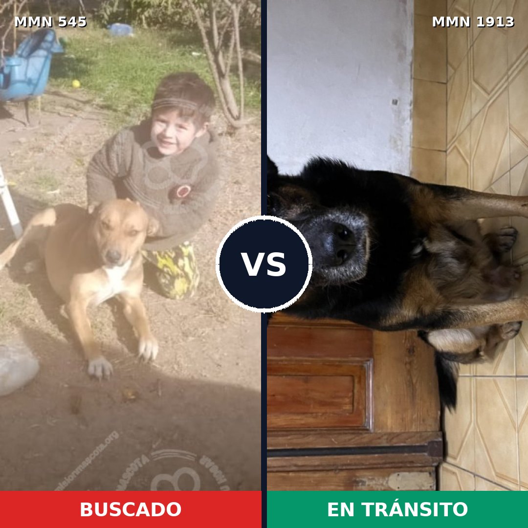 Comparativa MMS 41080: mascota perdida y mascota encontrada, 60% de similitud