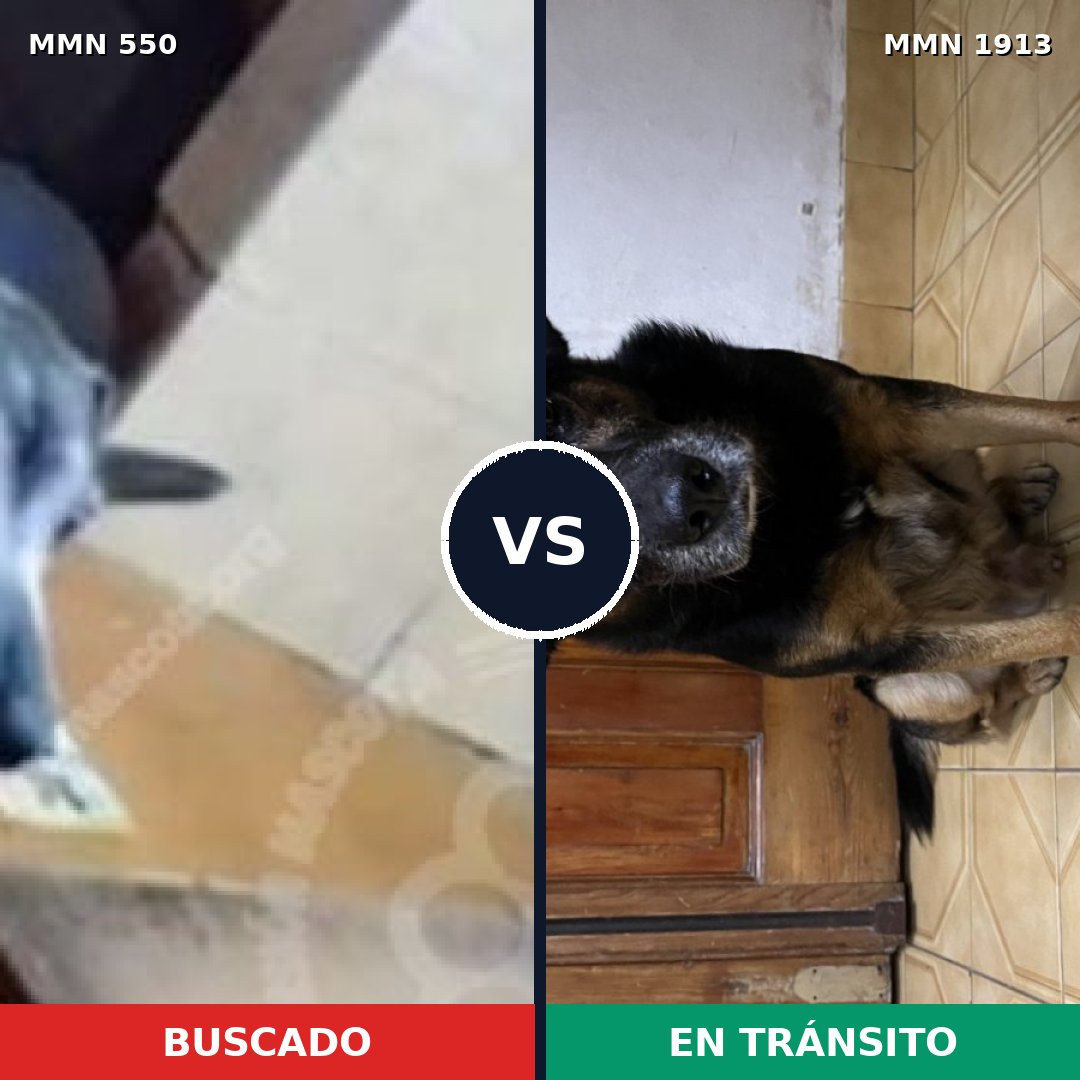 Comparativa MMS 41082: mascota perdida y mascota encontrada, 79% de similitud