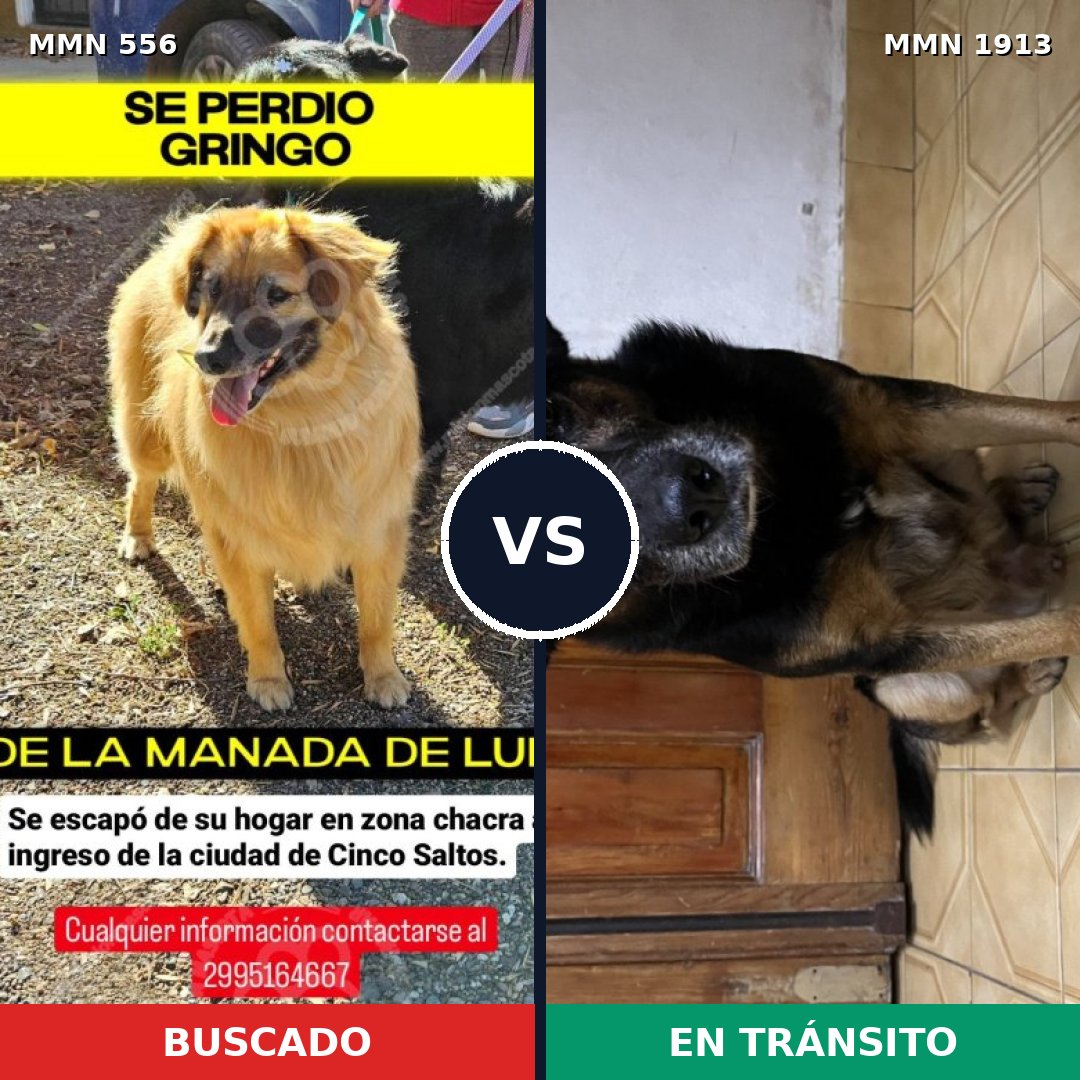 Comparativa MMS 41083: mascota perdida y mascota encontrada, 61% de similitud