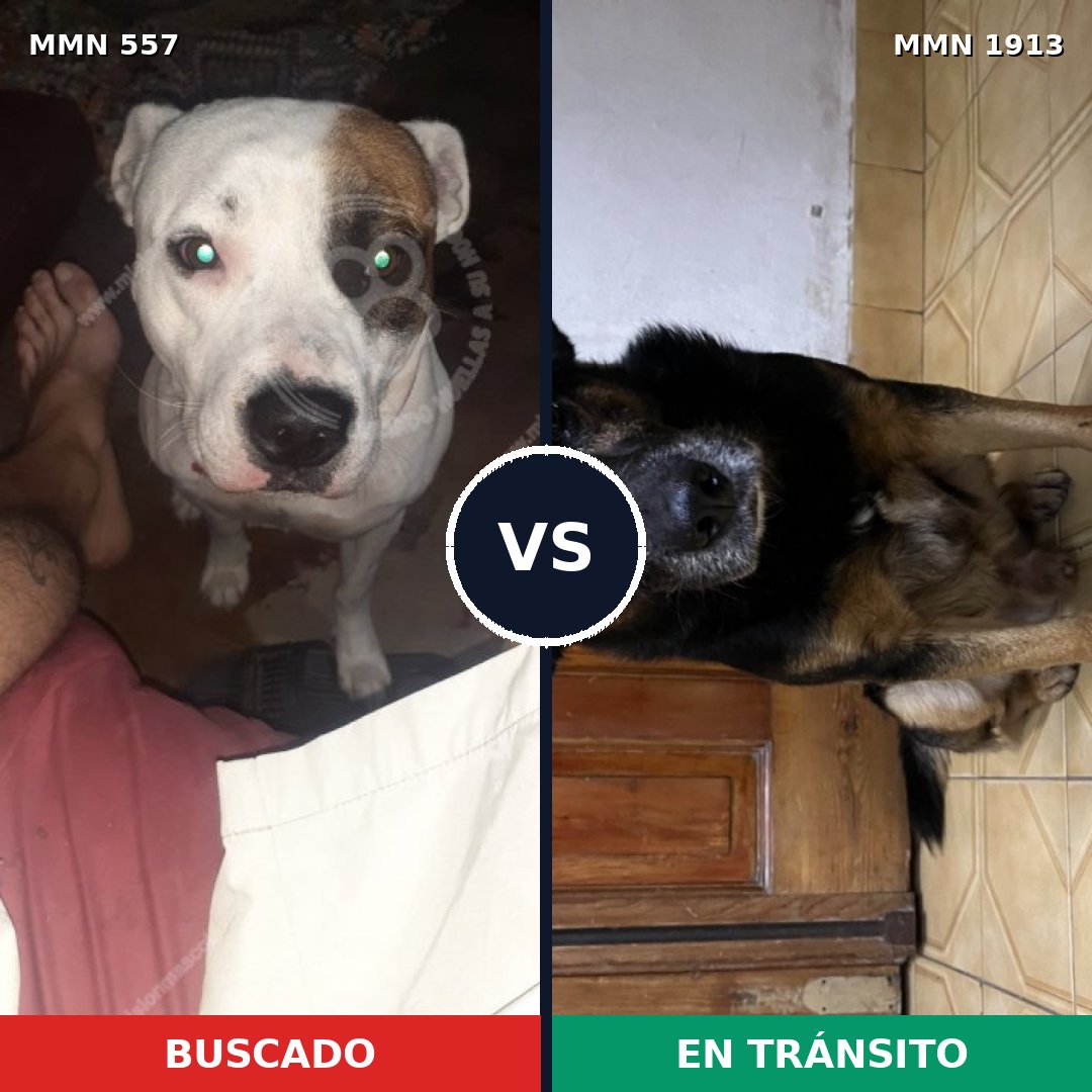 Comparativa MMS 41084: mascota perdida y mascota encontrada, 56% de similitud
