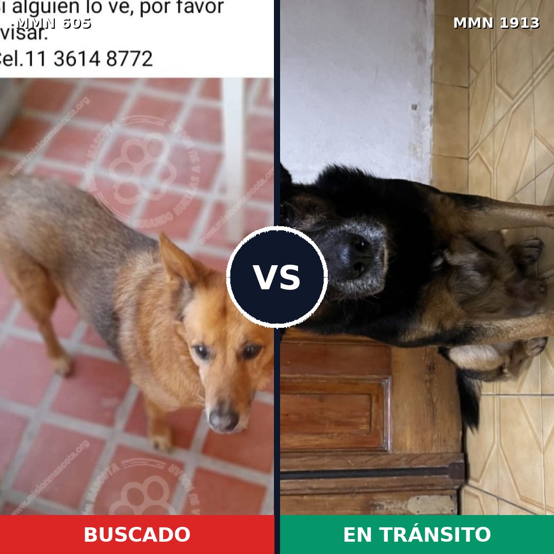 Comparativa MMS 41087: mascota perdida y mascota encontrada, 76% de similitud