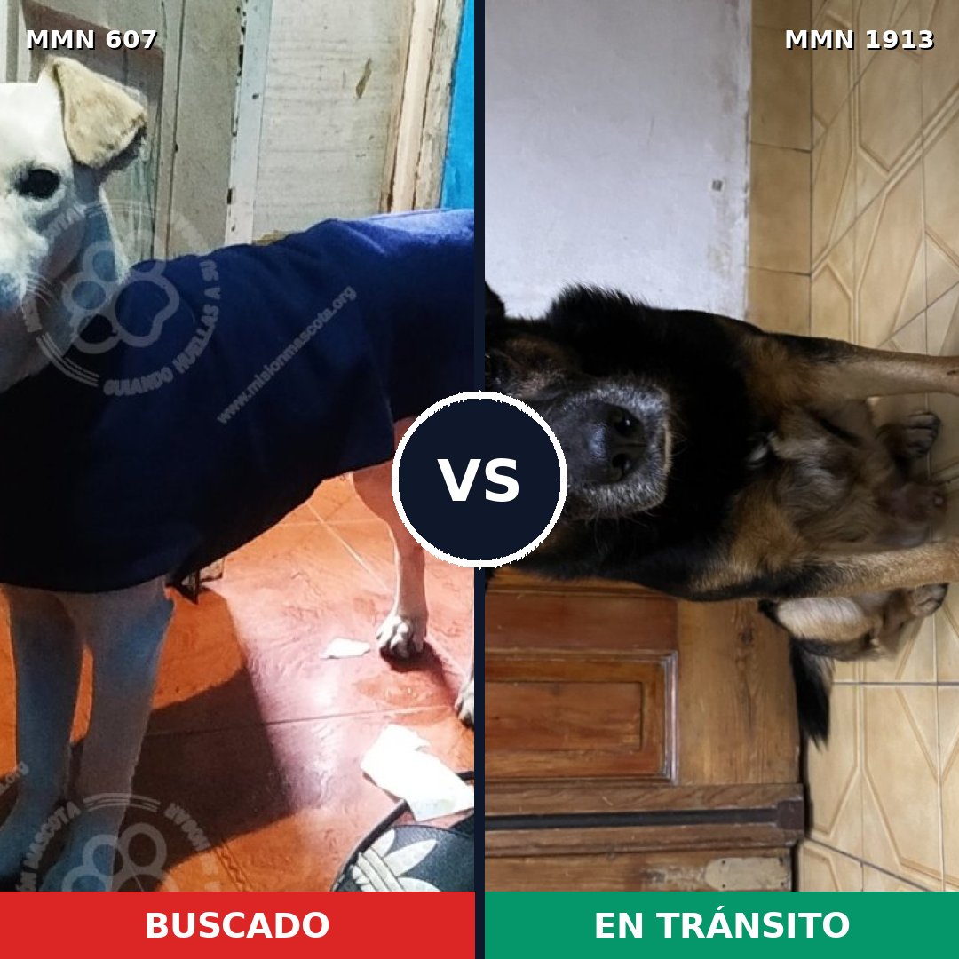 Comparativa MMS 41088: mascota perdida y mascota encontrada, 80% de similitud