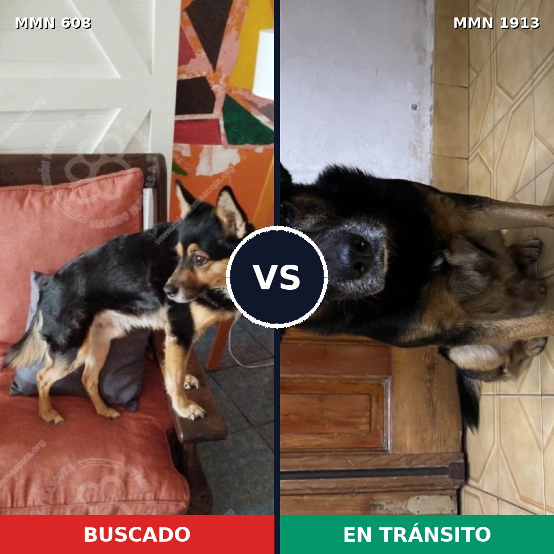 Comparativa MMS 41089: mascota perdida y mascota encontrada, 84% de similitud