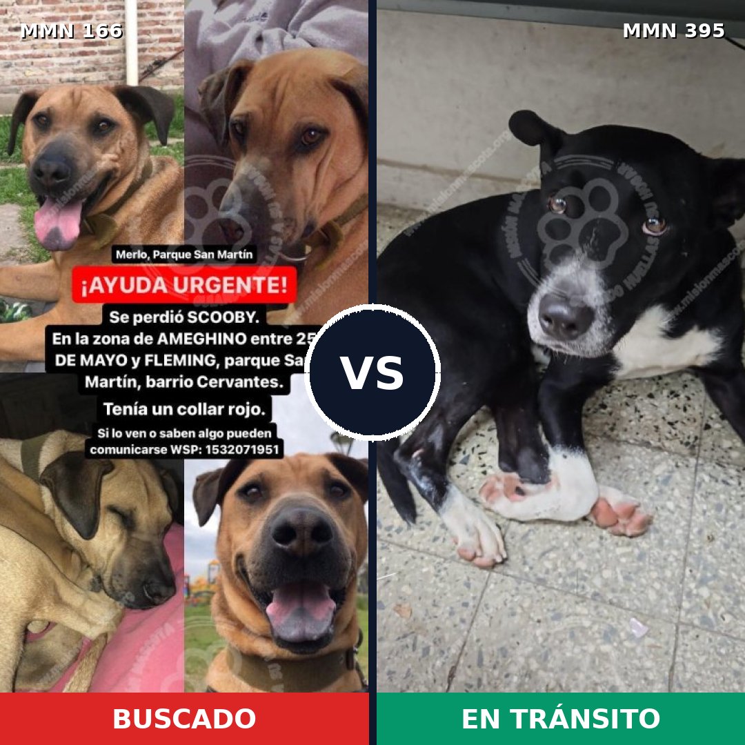 Comparativa MMS 4109: mascota perdida y mascota encontrada, 11% de similitud