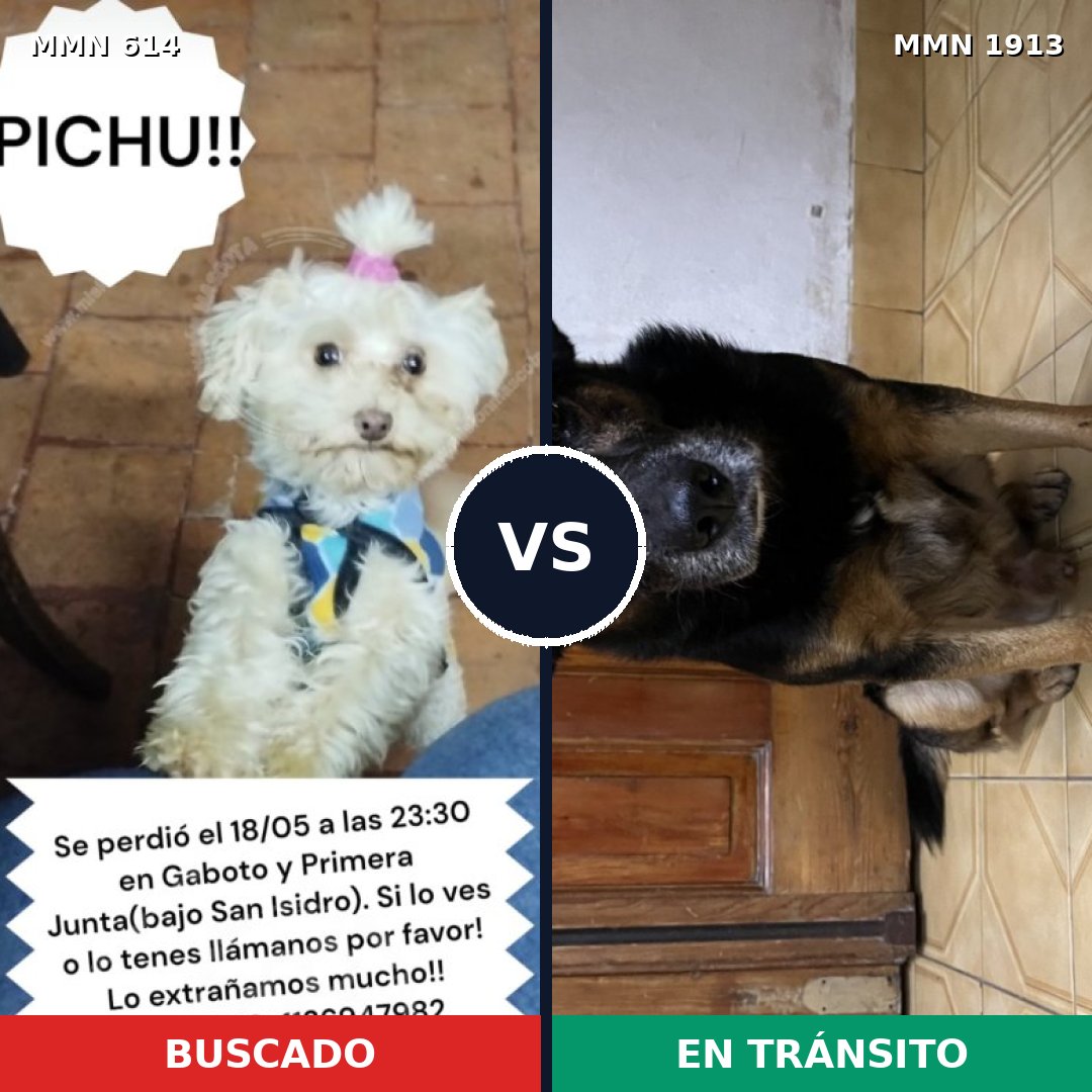 Comparativa MMS 41090: mascota perdida y mascota encontrada, 39% de similitud