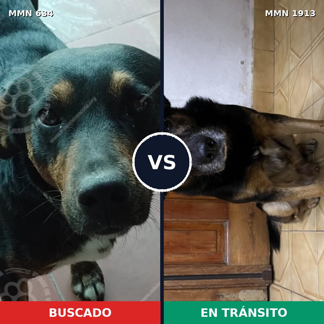 Comparativa MMS 41092: mascota perdida y mascota encontrada, 76% de similitud