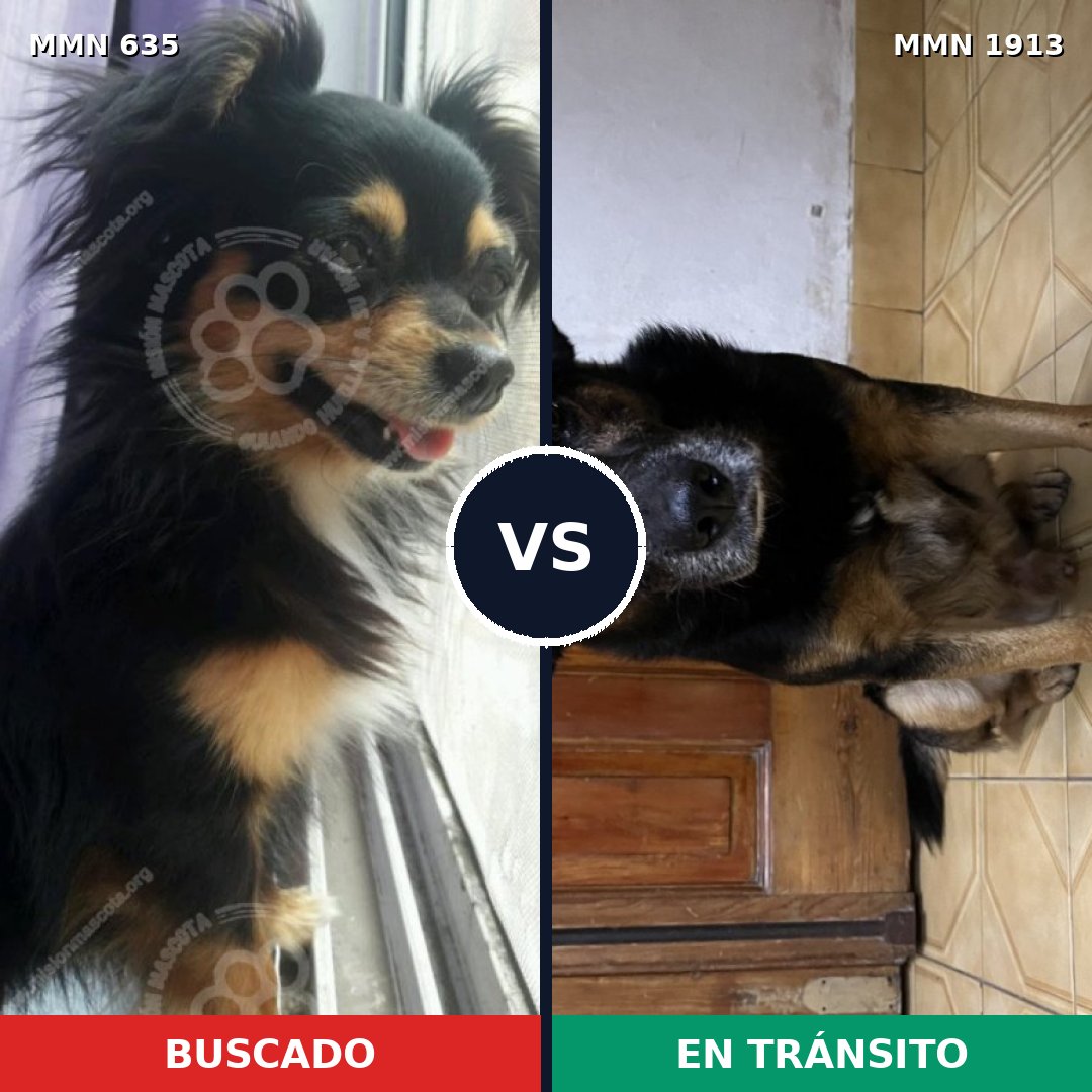 Comparativa MMS 41093: mascota perdida y mascota encontrada, 34% de similitud