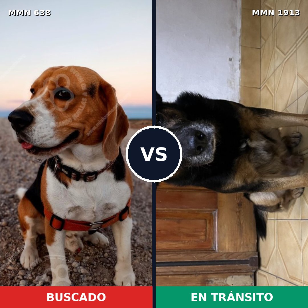 Comparativa MMS 41094: mascota perdida y mascota encontrada, 37% de similitud
