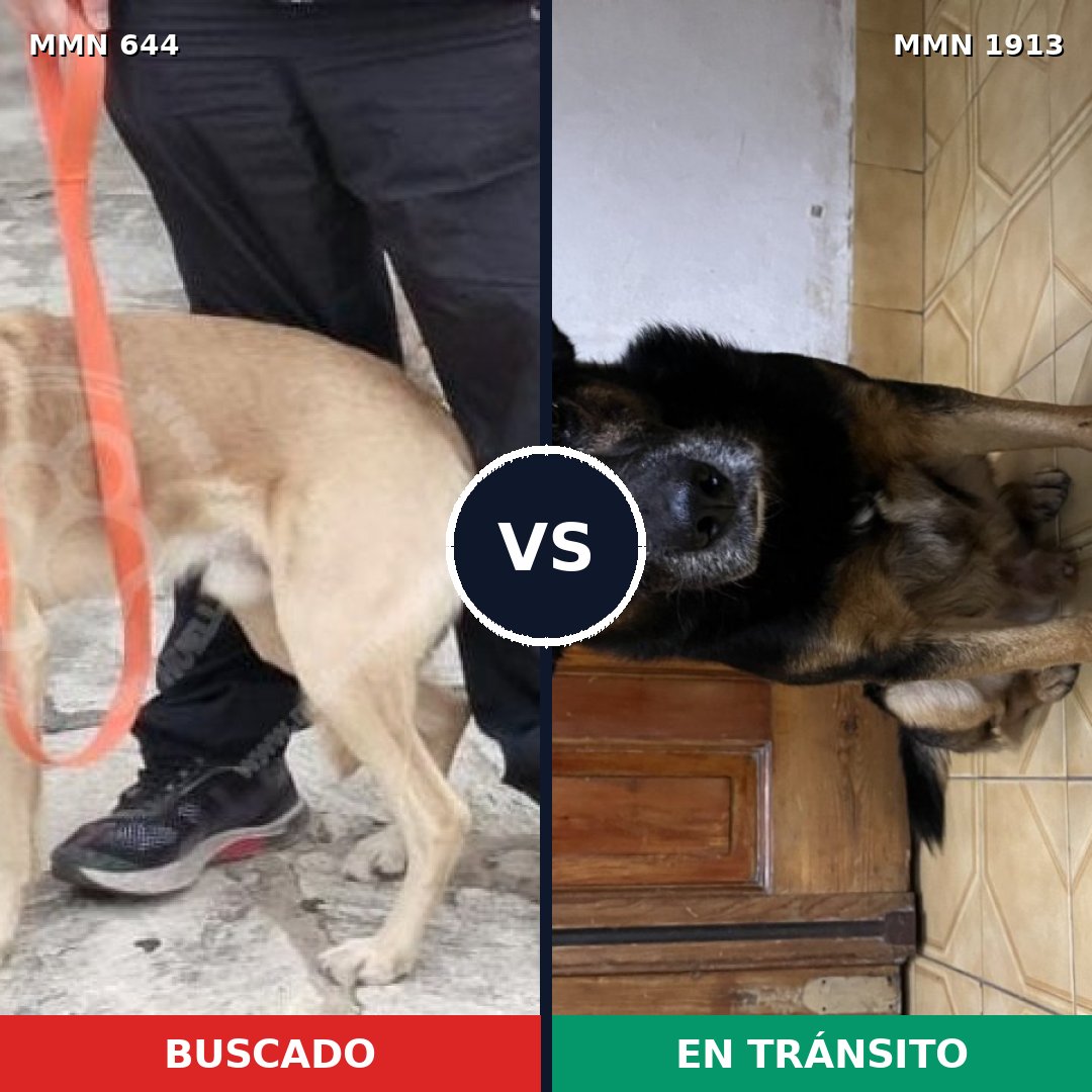 Comparativa MMS 41095: mascota perdida y mascota encontrada, 80% de similitud