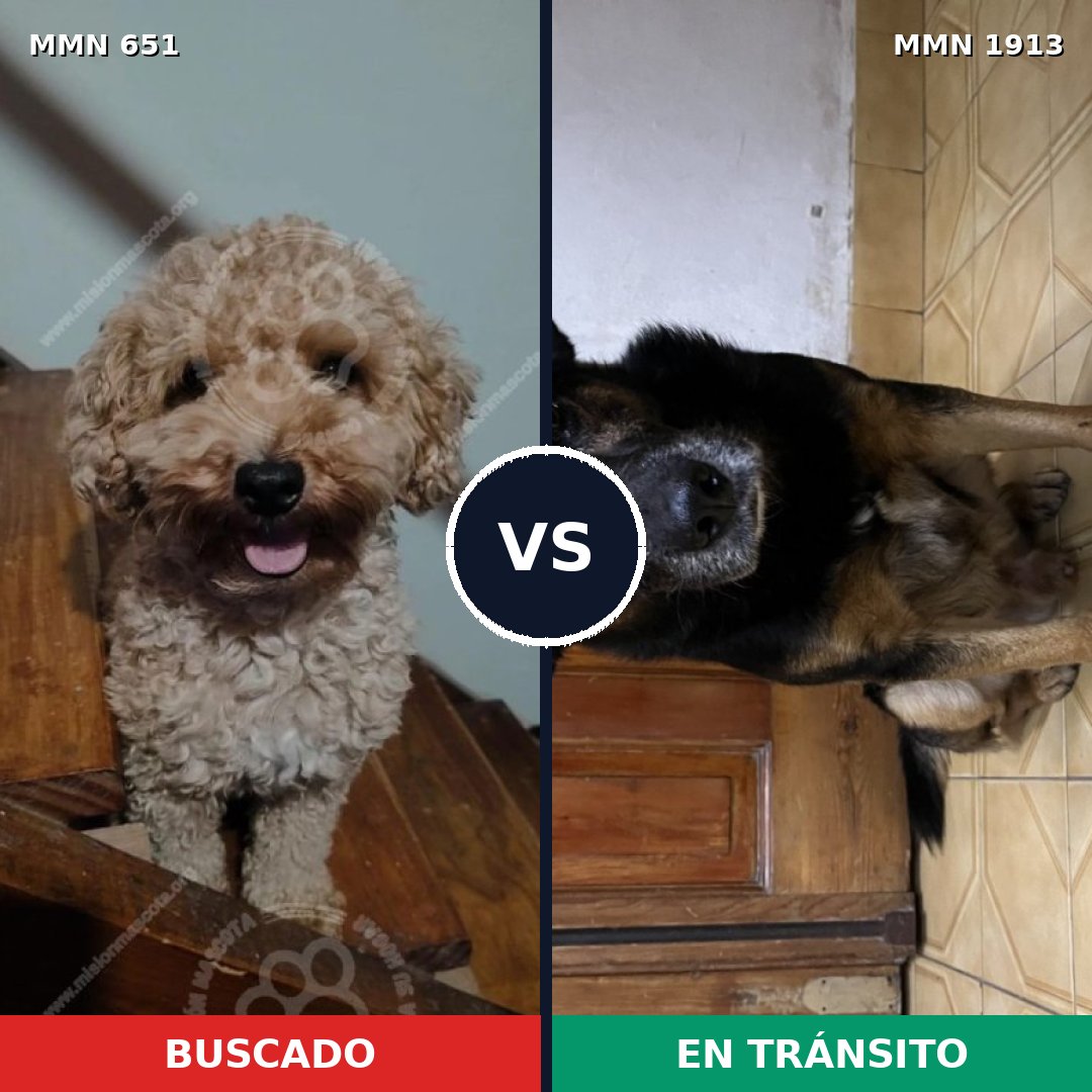Comparativa MMS 41096: mascota perdida y mascota encontrada, 31% de similitud