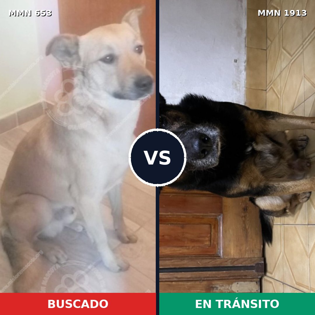 Comparativa MMS 41097: mascota perdida y mascota encontrada, 76% de similitud