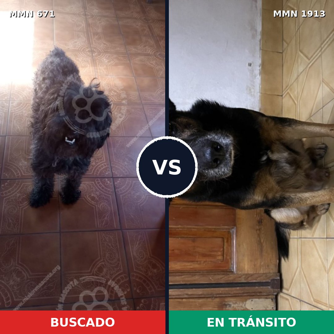 Comparativa MMS 41099: mascota perdida y mascota encontrada, 37% de similitud