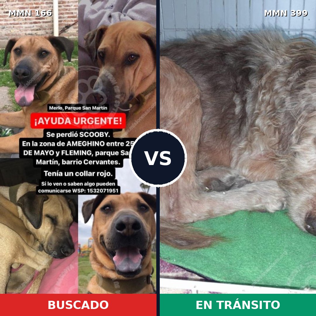 Comparativa MMS 4110: mascota perdida y mascota encontrada, 8% de similitud