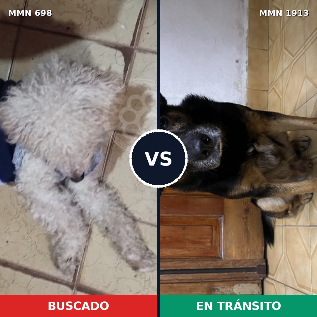 Comparativa MMS 41101: mascota perdida y mascota encontrada, 50% de similitud