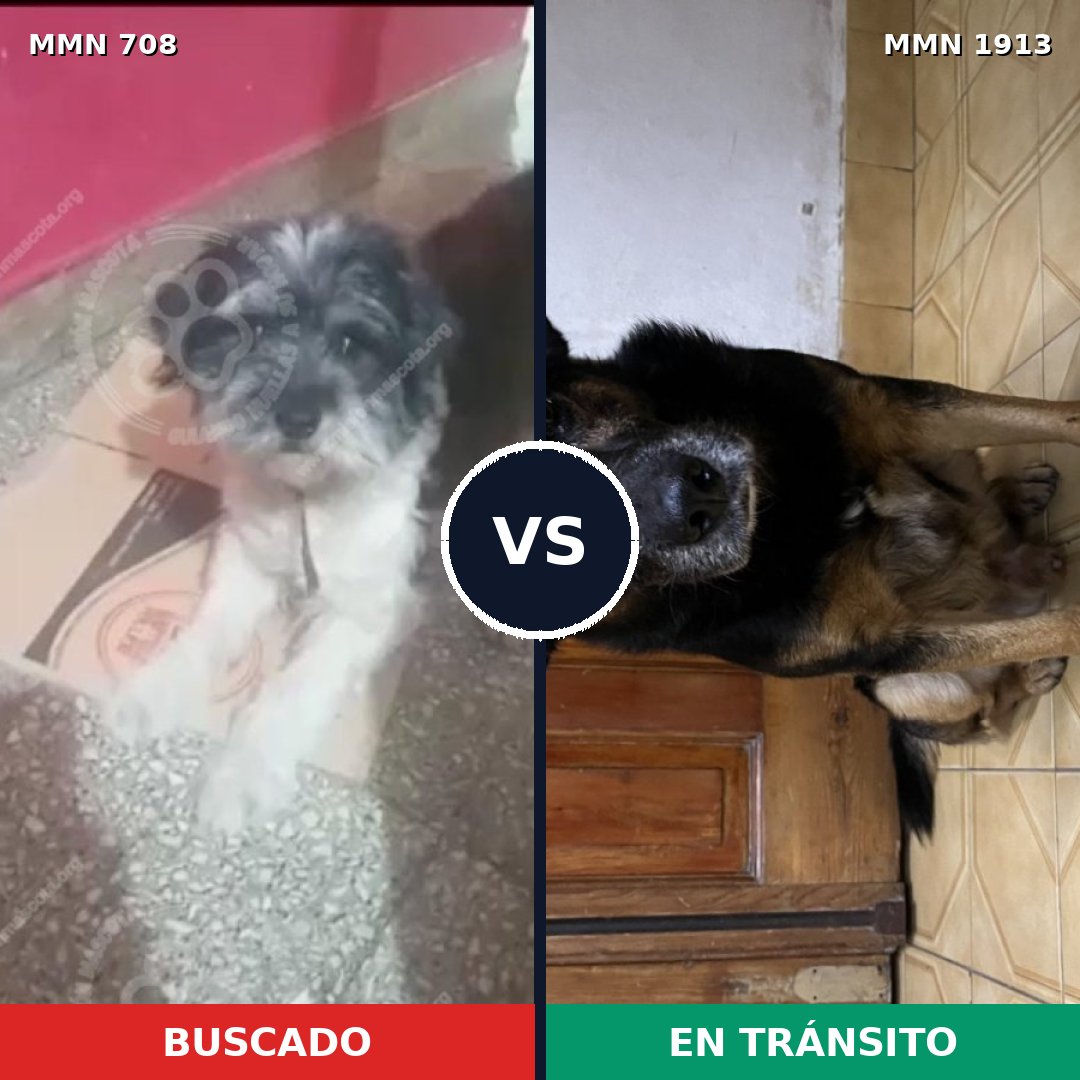 Comparativa MMS 41102: mascota perdida y mascota encontrada, 55% de similitud