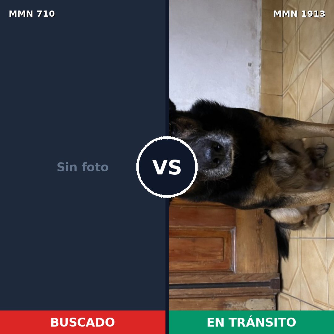 Comparativa MMS 41103: mascota perdida y mascota encontrada, 52% de similitud