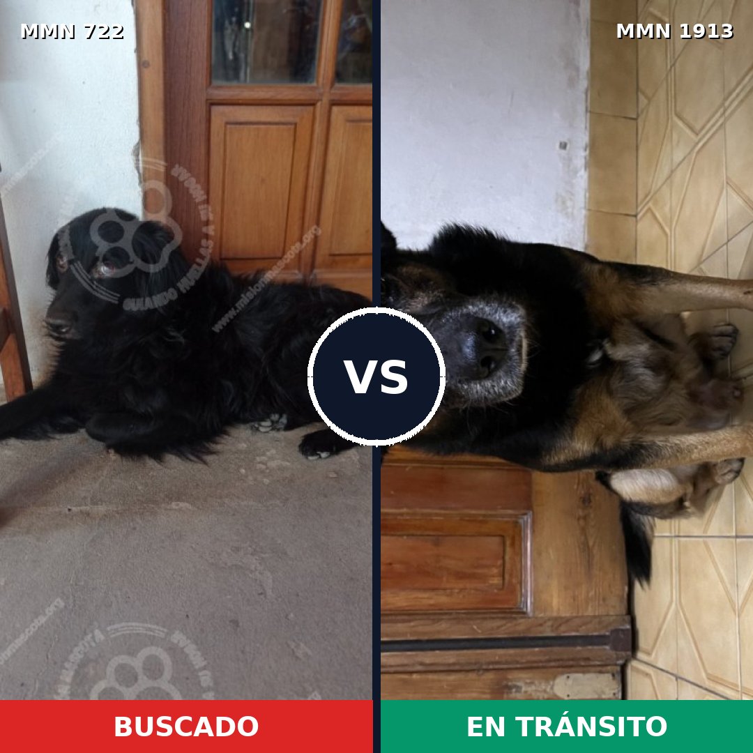 Comparativa MMS 41104: mascota perdida y mascota encontrada, 48% de similitud