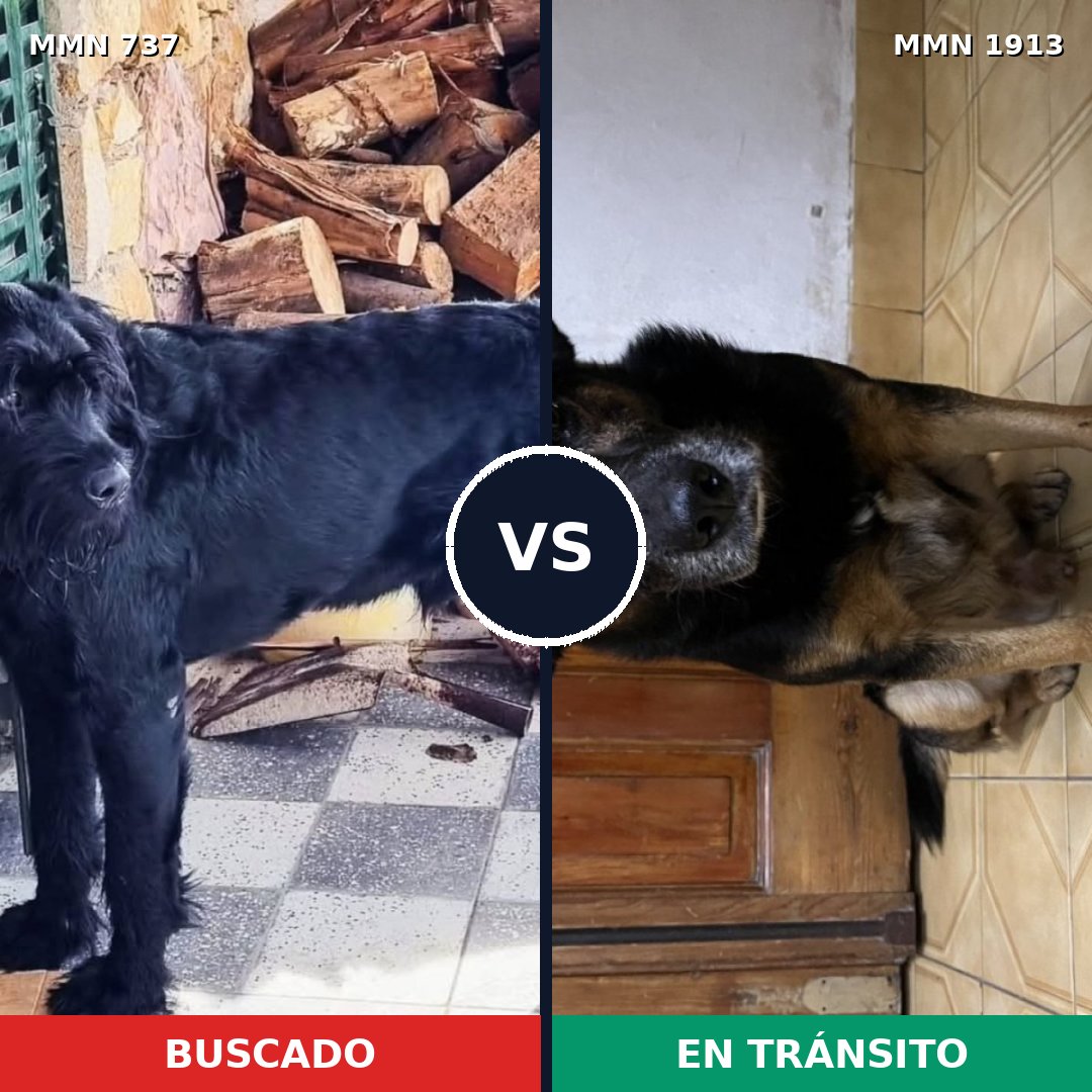 Comparativa MMS 41106: mascota perdida y mascota encontrada, 27% de similitud