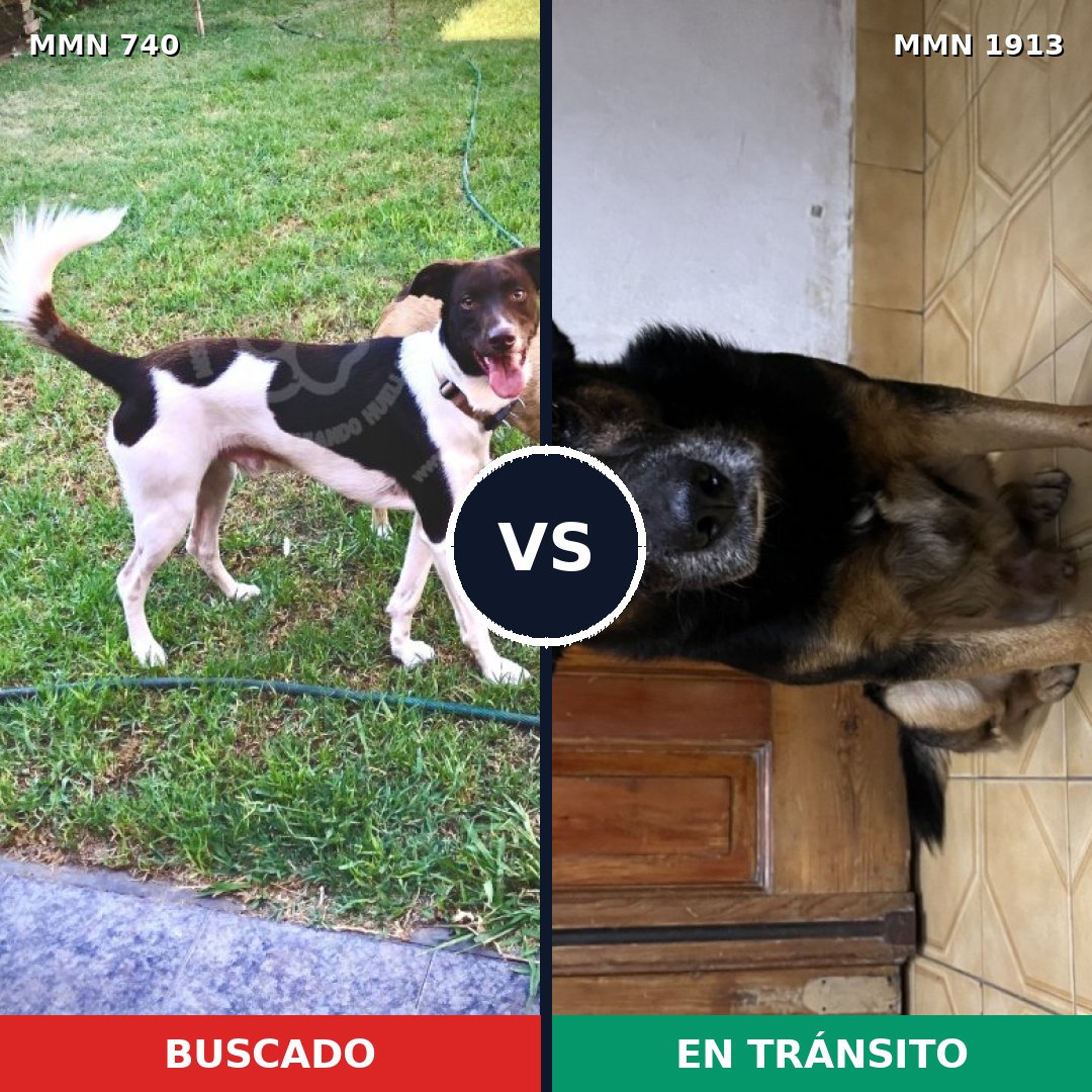 Comparativa MMS 41107: mascota perdida y mascota encontrada, 68% de similitud