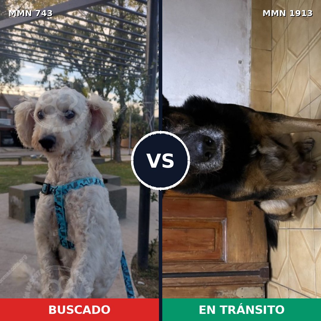 Comparativa MMS 41108: mascota perdida y mascota encontrada, 60% de similitud