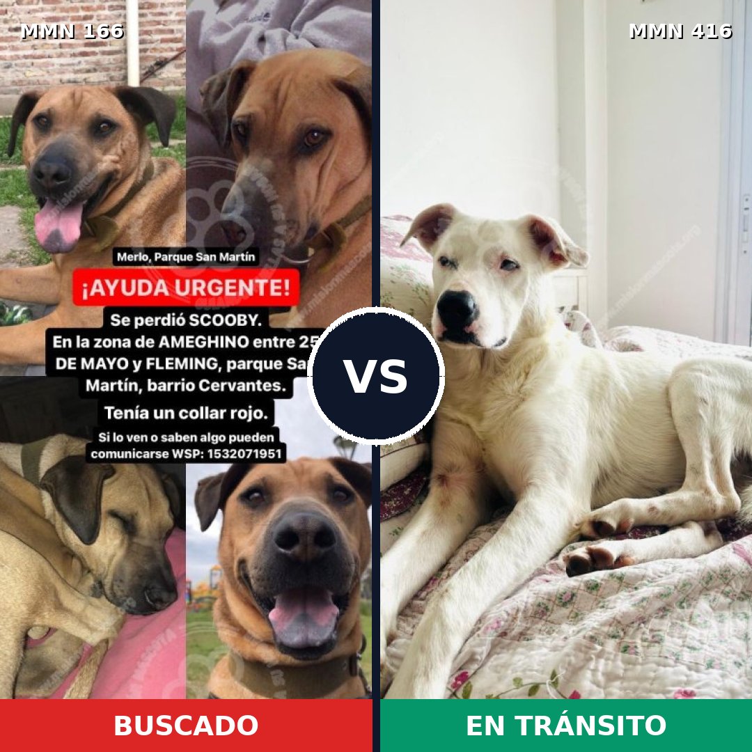 Comparativa MMS 4111: mascota perdida y mascota encontrada, 51% de similitud
