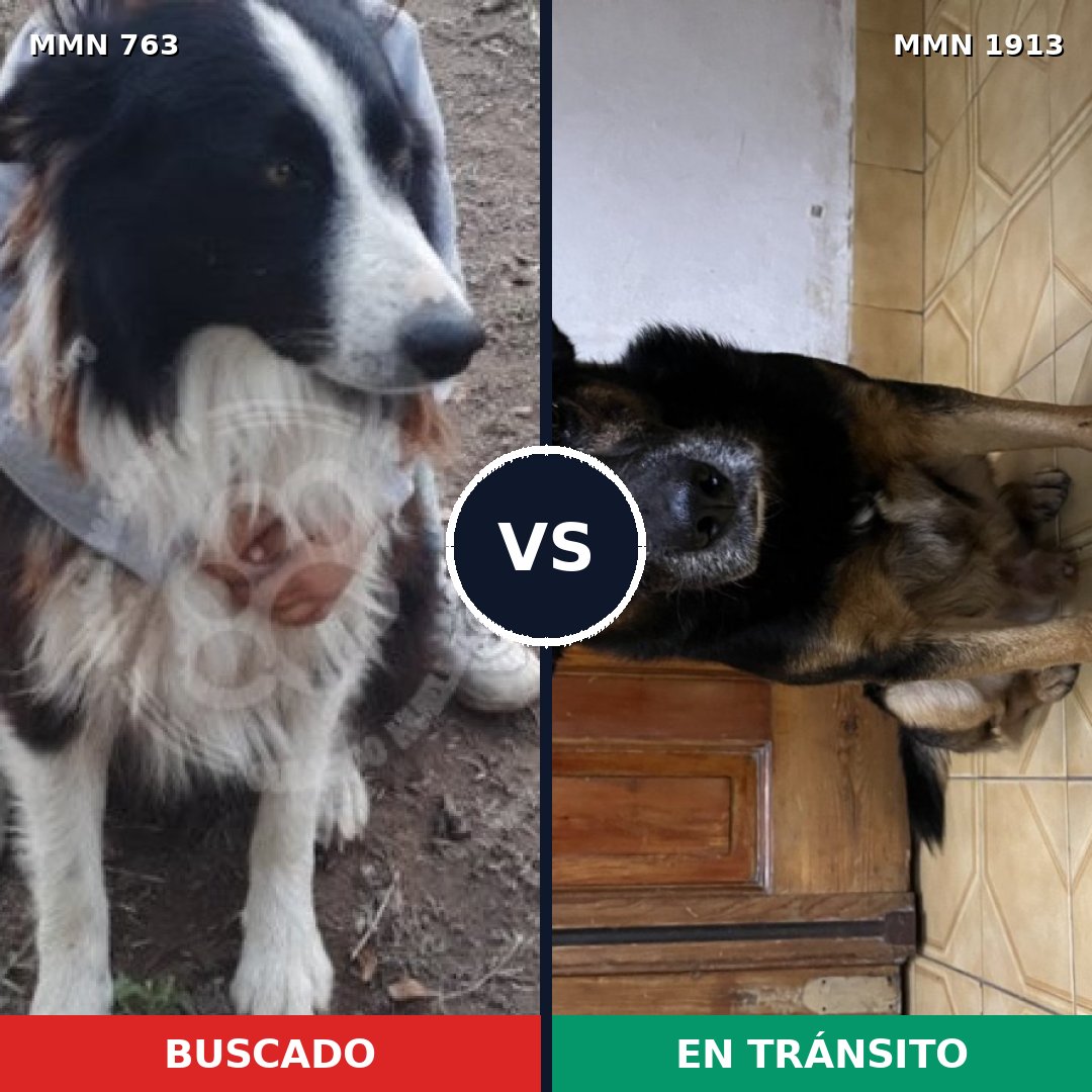 Comparativa MMS 41111: mascota perdida y mascota encontrada, 49% de similitud