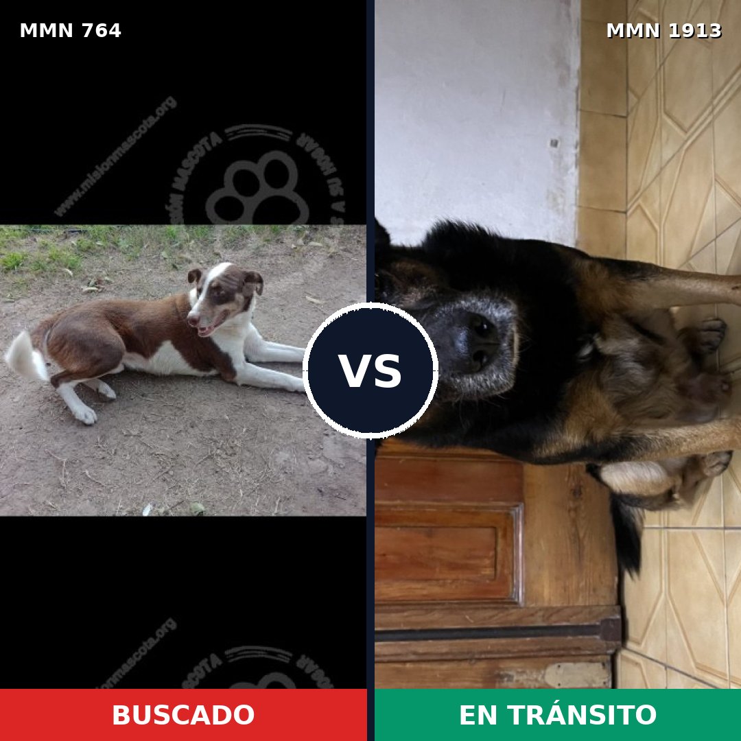 Comparativa MMS 41112: mascota perdida y mascota encontrada, 46% de similitud