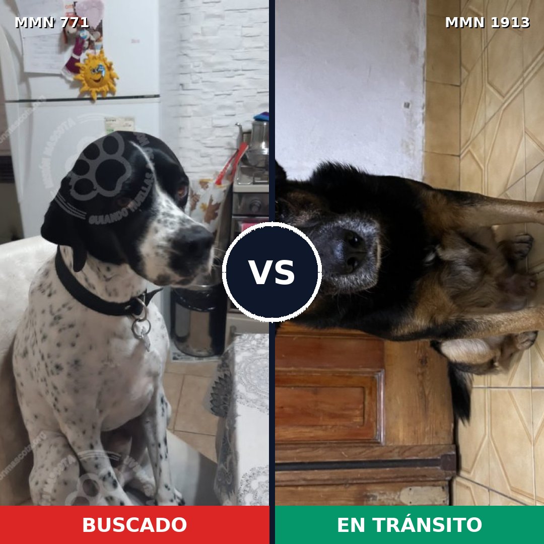 Comparativa MMS 41114: mascota perdida y mascota encontrada, 49% de similitud