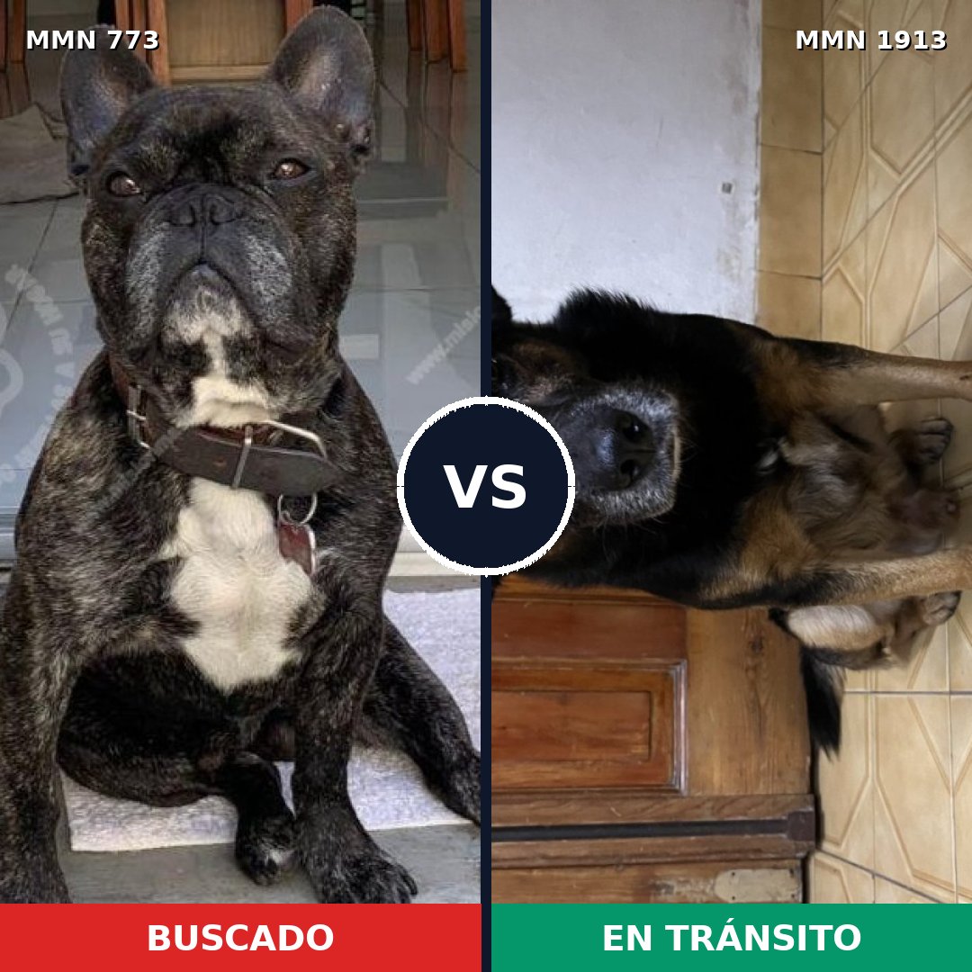 Comparativa MMS 41115: mascota perdida y mascota encontrada, 54% de similitud