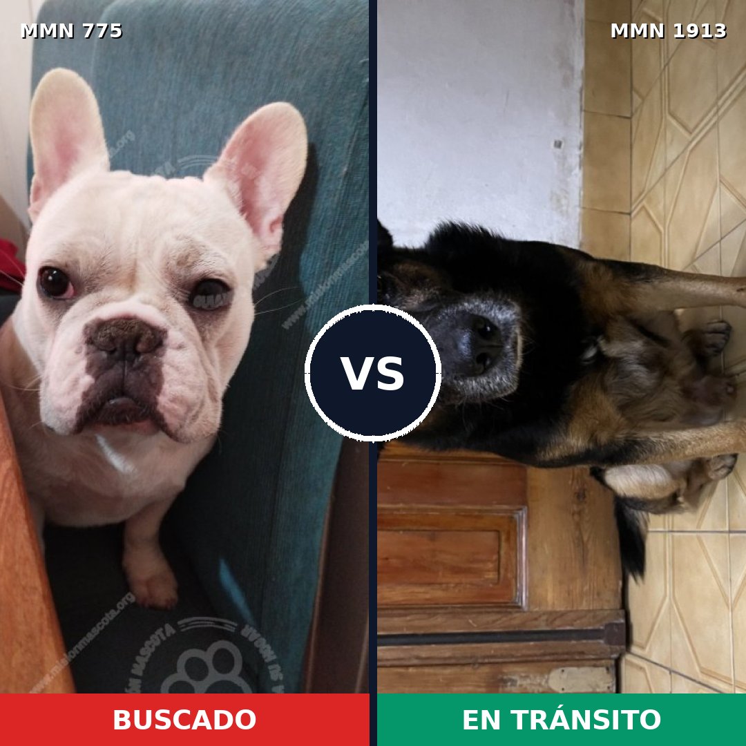 Comparativa MMS 41116: mascota perdida y mascota encontrada, 45% de similitud