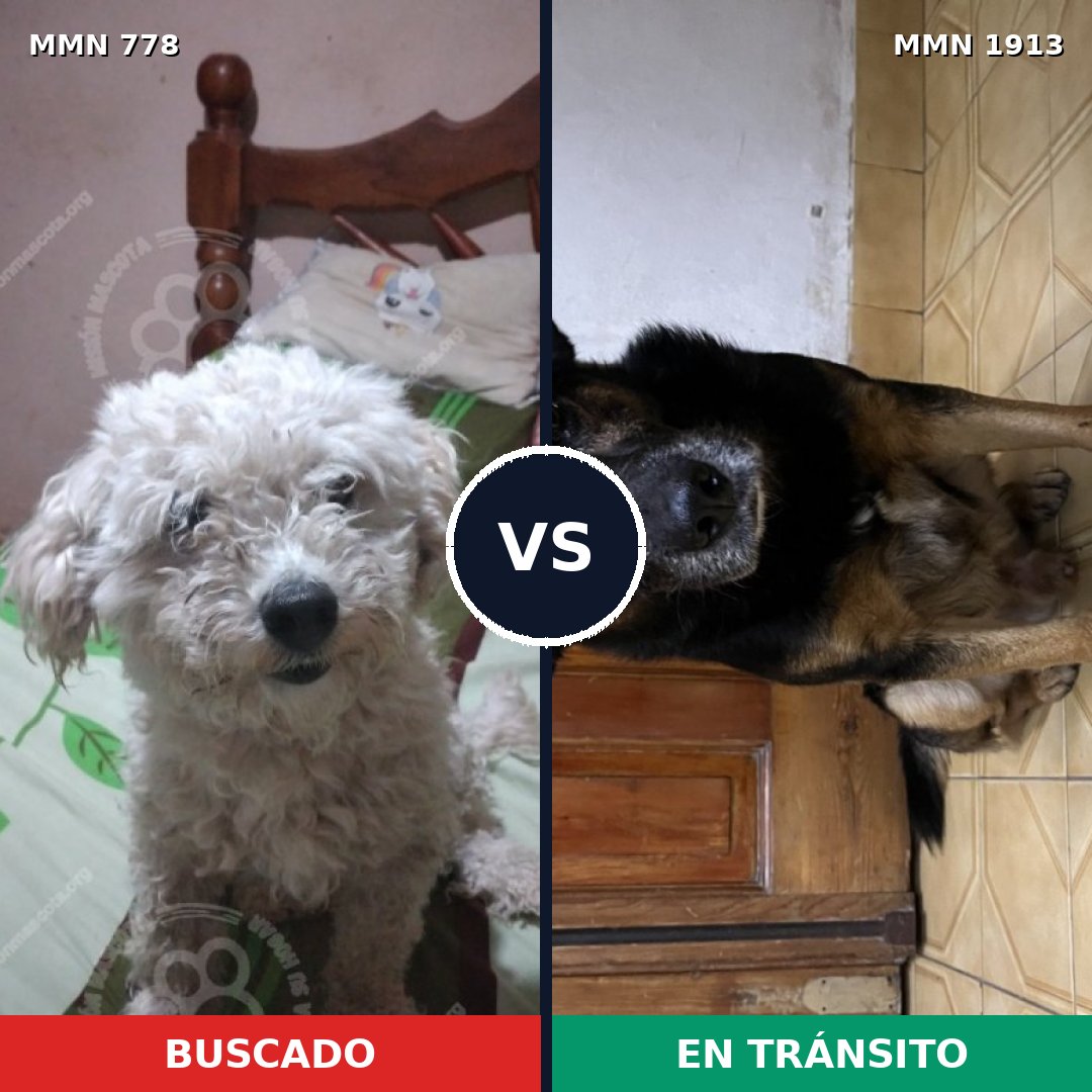 Comparativa MMS 41117: mascota perdida y mascota encontrada, 49% de similitud