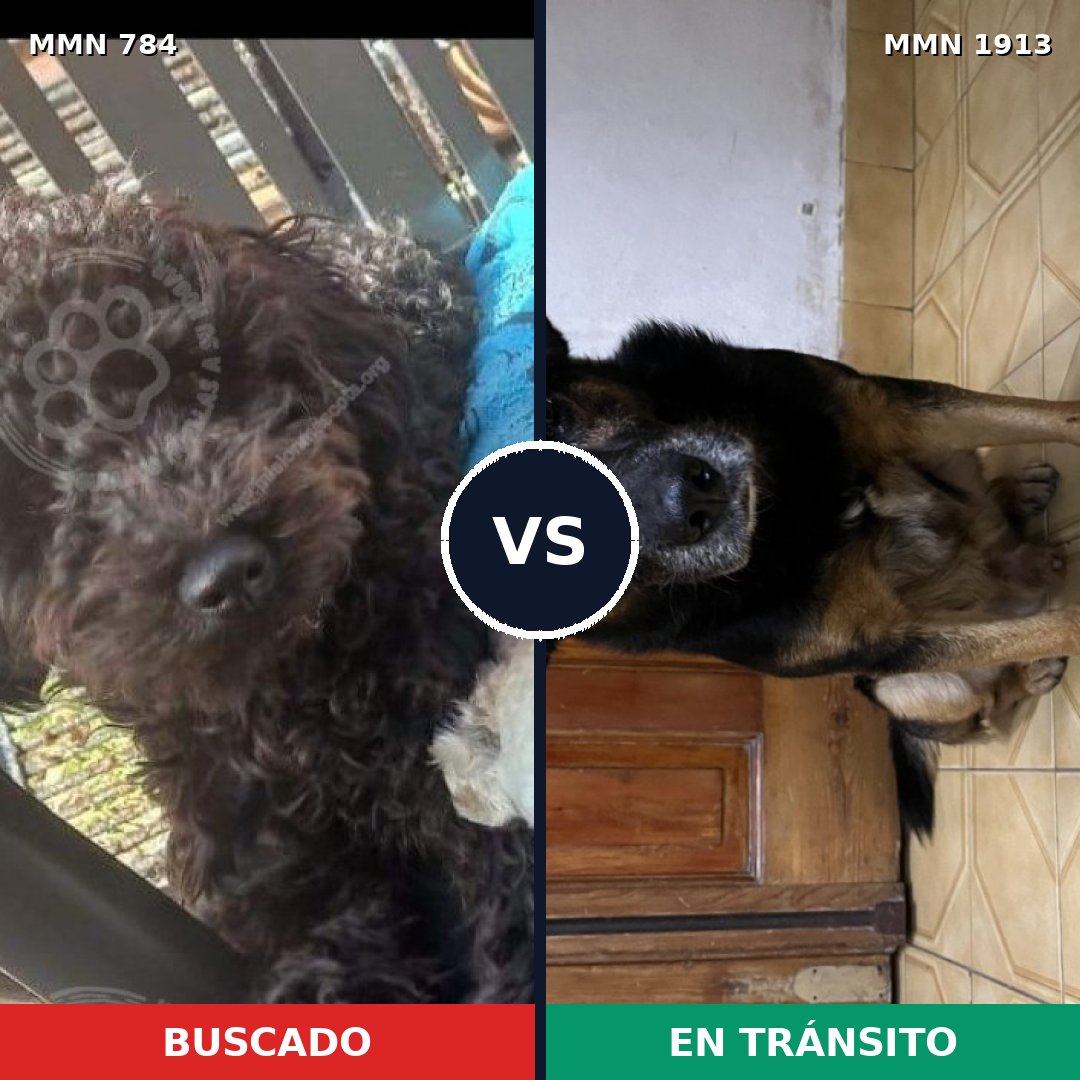 Comparativa MMS 41118: mascota perdida y mascota encontrada, 51% de similitud