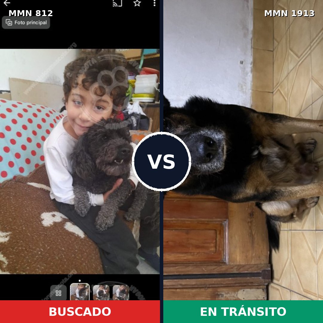 Comparativa MMS 41121: mascota perdida y mascota encontrada, 43% de similitud
