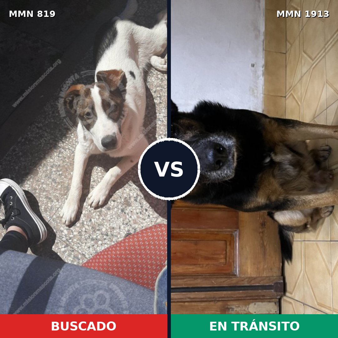 Comparativa MMS 41122: mascota perdida y mascota encontrada, 85% de similitud