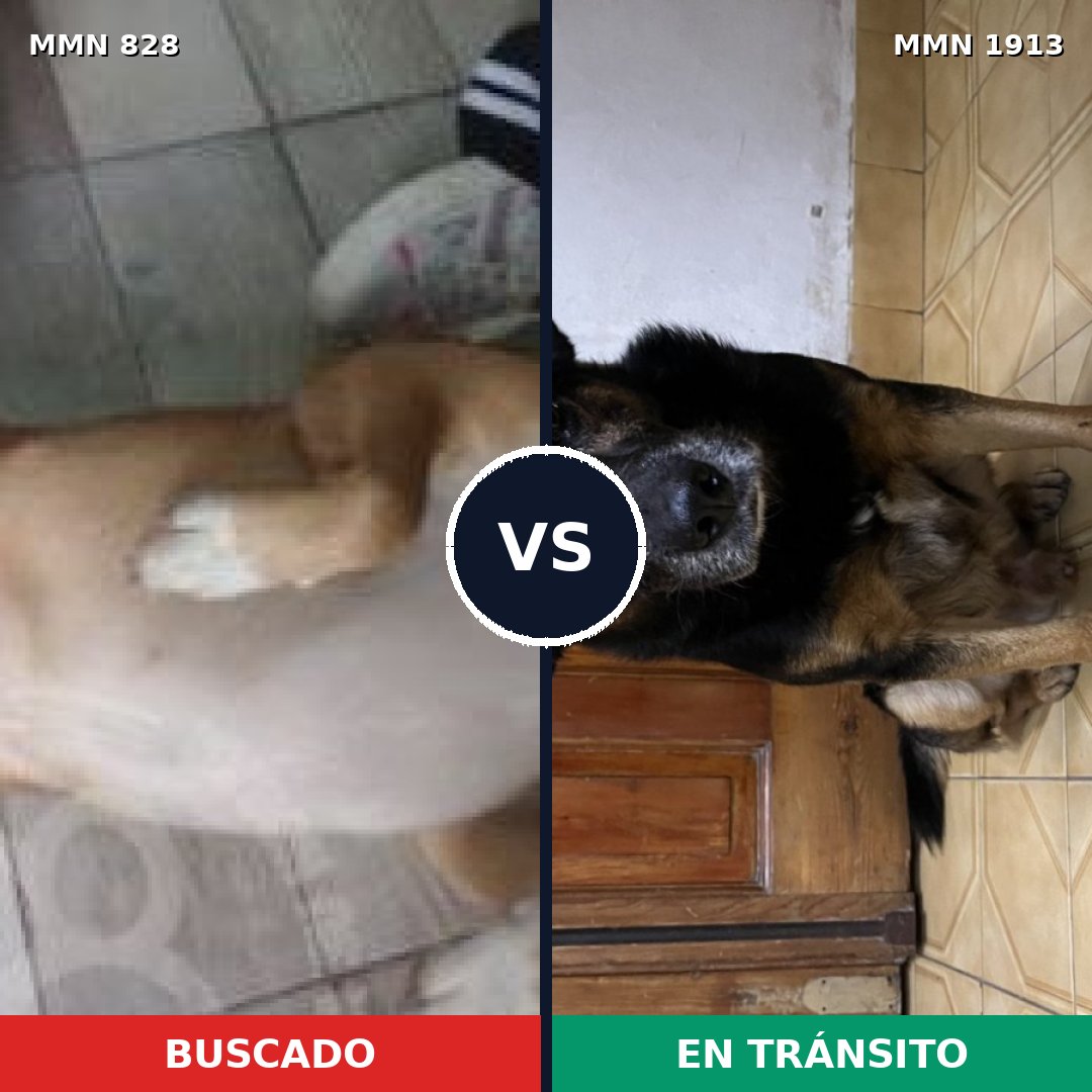 Comparativa MMS 41124: mascota perdida y mascota encontrada, 86% de similitud