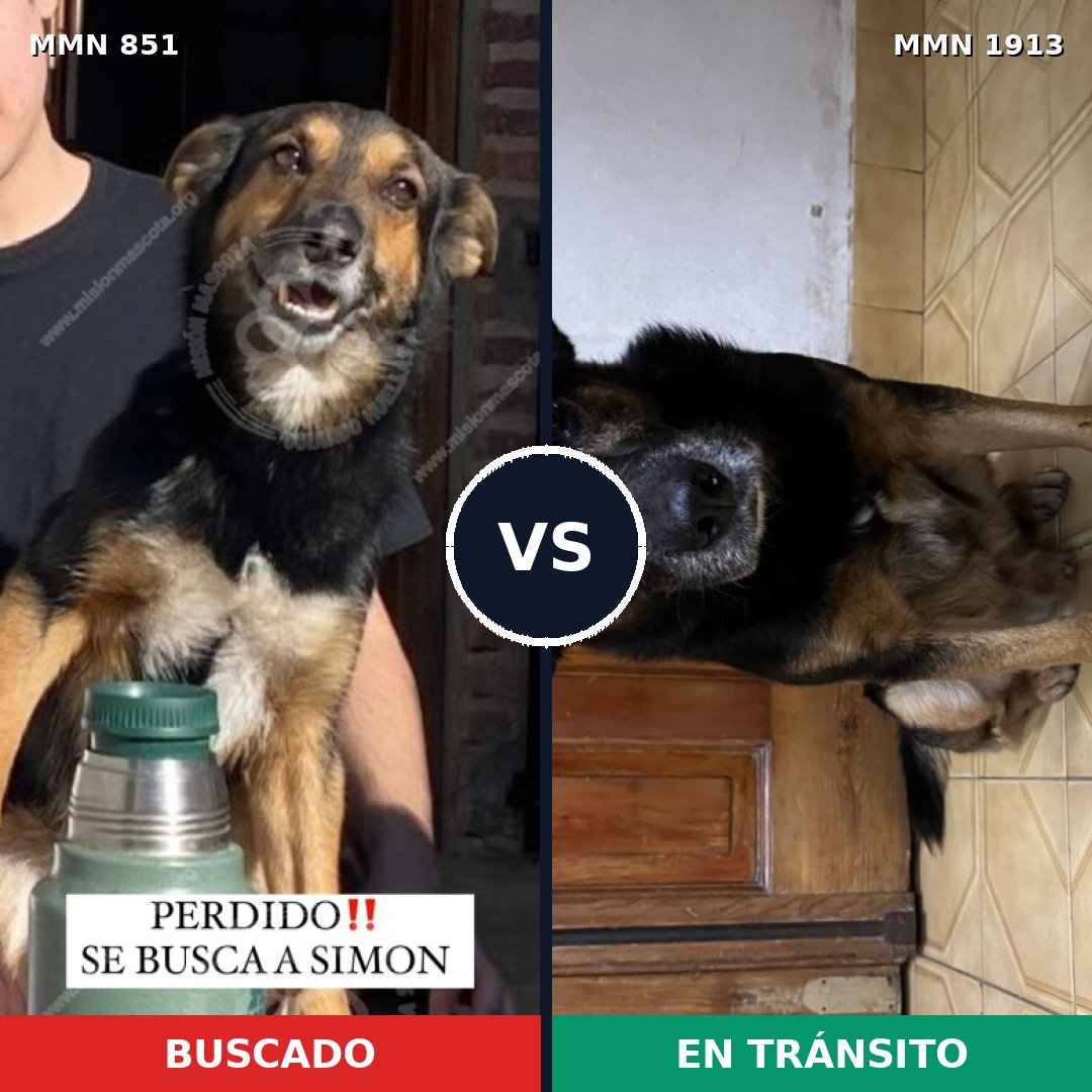 Comparativa MMS 41125: mascota perdida y mascota encontrada, 88% de similitud