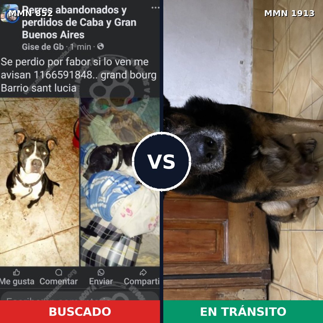 Comparativa MMS 41126: mascota perdida y mascota encontrada, 51% de similitud